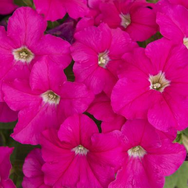 Petunia F1 'Eagle Pink'