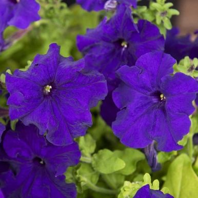 Petunia F1 'Eagle Blue'