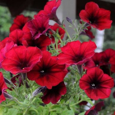 Hengepetunia F1 'Easy Wave Red Velour'