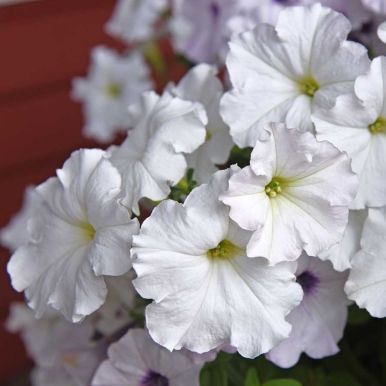 Hengepetunia F1 'Easy Wave White'