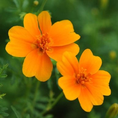 Liten fløyelsblomst 'Orange Gem'