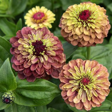 Sinnia 'Queeny Lime Red'