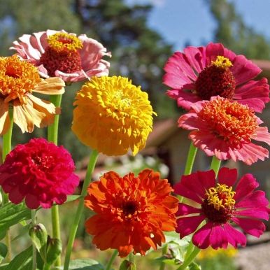 Sinnia 'Old Scabiosa'