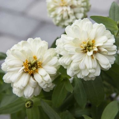 Maryland-sinnia 'Zahara Double White'