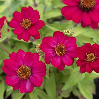 Maryland-sinnia 'Zahara Raspberry'