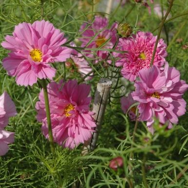 Pyntekurv 'Double Click Rose Bonbon'