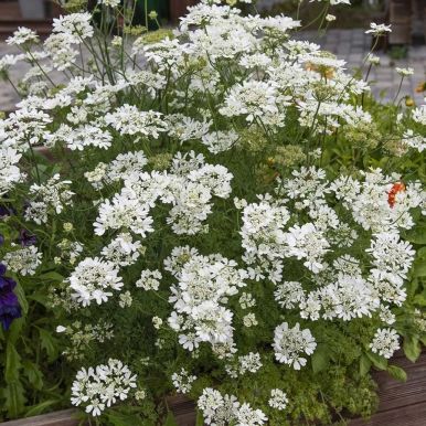 Kniplingskjerm 'White Lace'