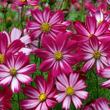 Pyntekurv 'Cosimo Red-White'