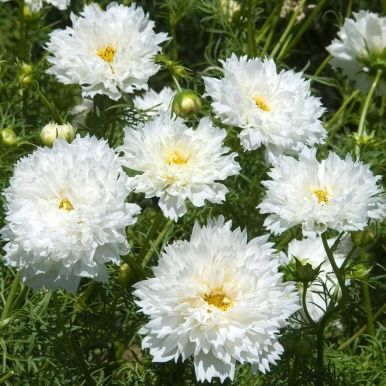 Pyntekurv 'Double Click Snow Puff'