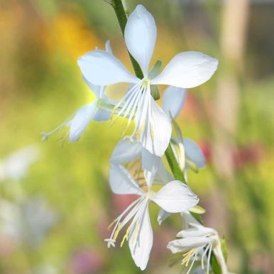 Sommerlys 'Cool Breeze'