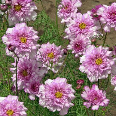 Pyntekurv 'Double Click Bicolour Pink'