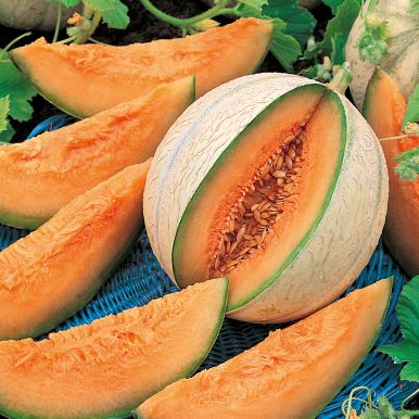 Cantaloupe 'Charentais'