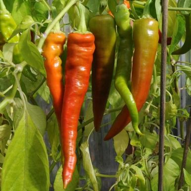 Chilipepper 'Lombardo'