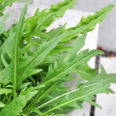 Vill ruccola 'Wildfire'