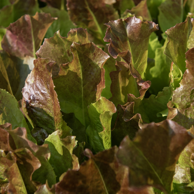 Hodesalat 'Biscia Rossa'