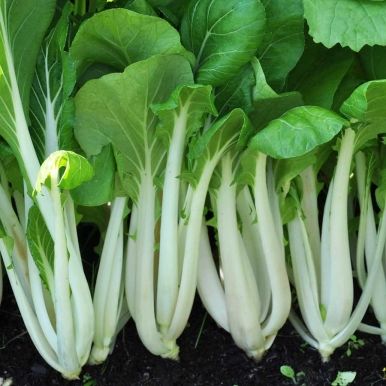 Pak Choi F1 'Joi Choi'