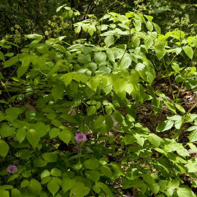 Staudearalia