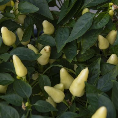 Tabascopepper 'Capela White'