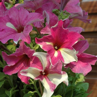 Petunia F1 'Sophistica Lime Bicolor'