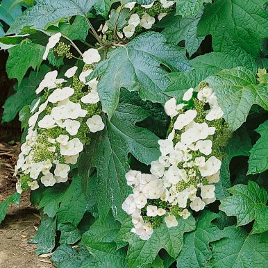 Eikebladhortensia
