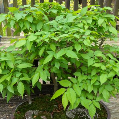 Japanzelkova