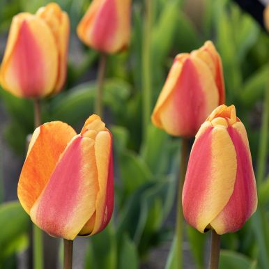 Darwin-hybridtulipan 'Apeldoorn's Elite' 10 stk.