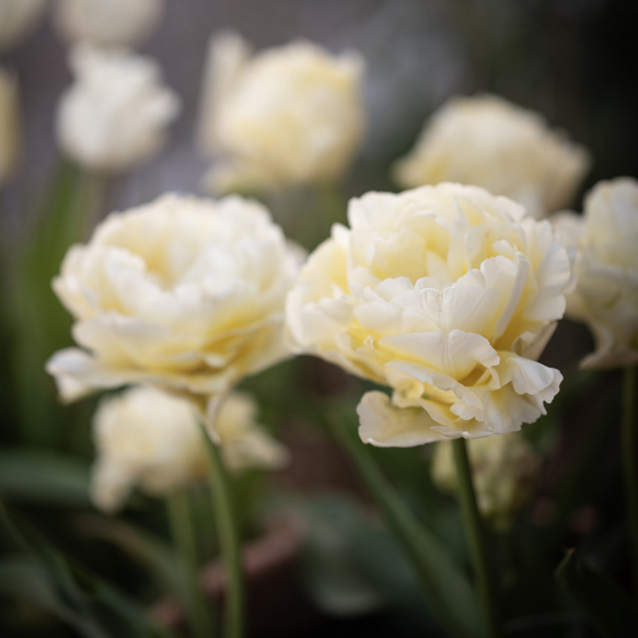Tulipan 'Avant Garde' 7 stk