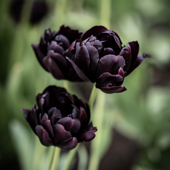 Tulipan 'Black Hero' 5 stk.