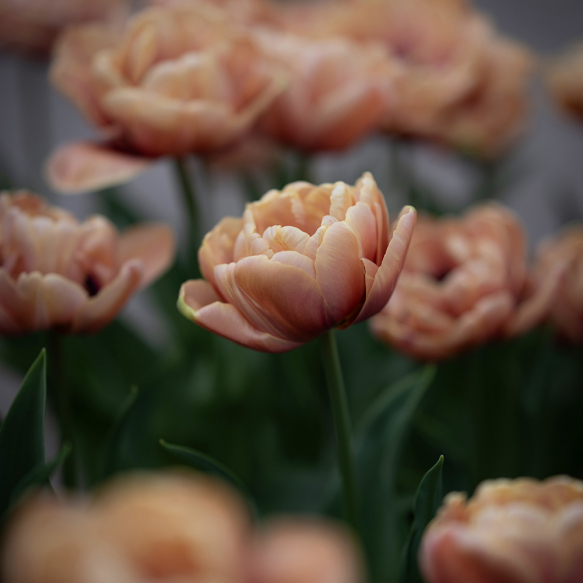 Tulipan 'Copper Image' 5 stk. 