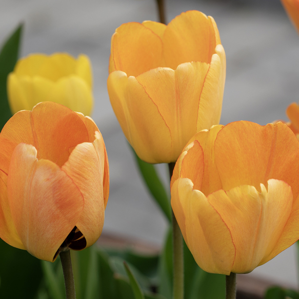 Darwin-hybridtulipan 'Daydream' 10 stk.