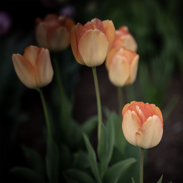 Darwin-hybridtulipan 'Daydream' 10 stk.