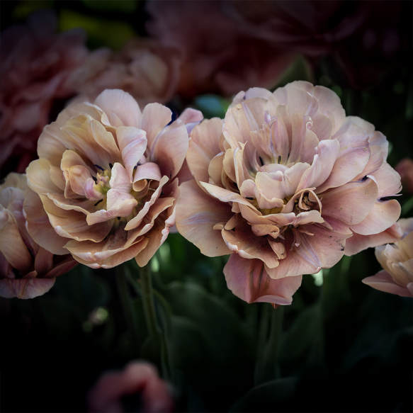 Tulipan 'La Belle Epoque' 5 stk.