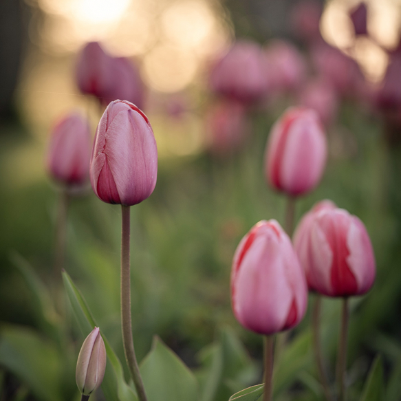 Darwin-hybridtulipan 'Pink Impression' 10 stk.