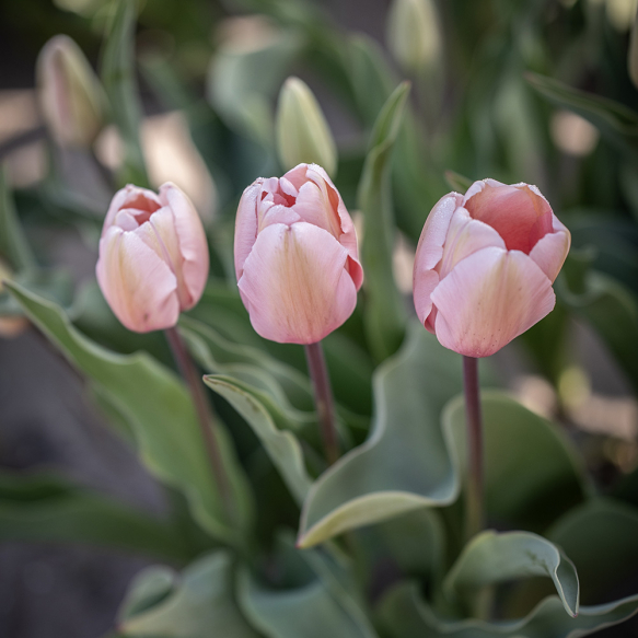 Darwin-hybridtulipan 'Salmon Impression' 10 stk.