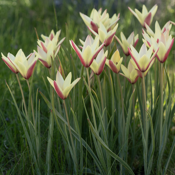 Italiensk tulipan 'Cynthia' 10 stk.