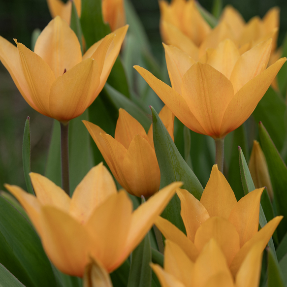 Villtulipan 'Shogun' 10 stk.
