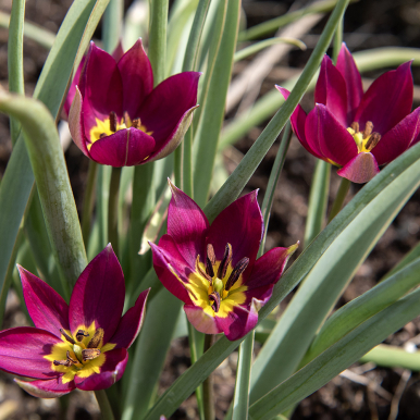 Villtulipan 'Persian Pearl' 10 stk.