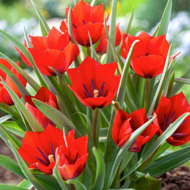 Villtulipan 'Red Hunter' 7 stk.