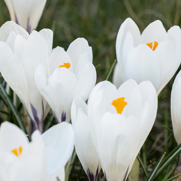 Vårkrokus 'Jeanne d'Arc' 10 stk. 