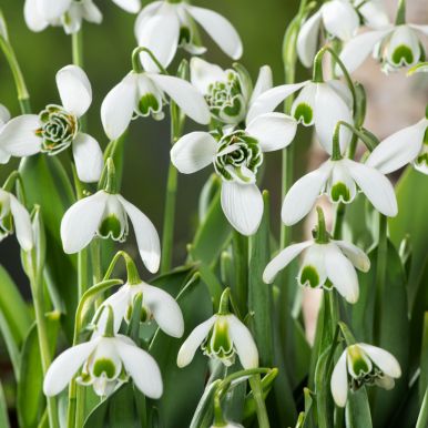 Fylt snøklokke 'Flore Pleno' 7 stk.