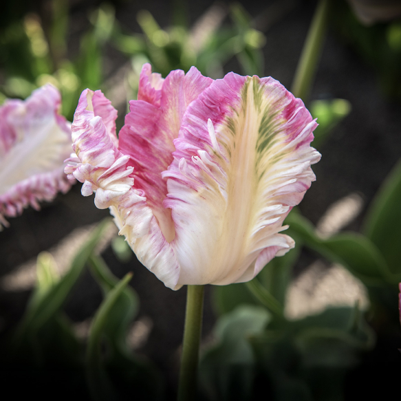 Papegøyetulipan 'Cabanna' 5 stk.
