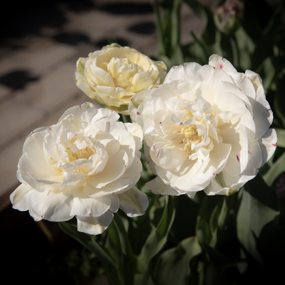 Tulipan 'Danceline' 5 stk.