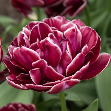 Tulipan 'Dream Touch' 5 stk.