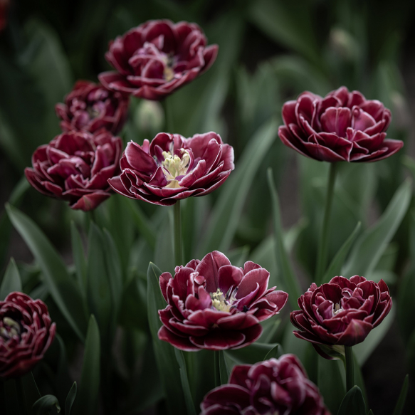 Tulipan 'Dream Touch' 5 stk.