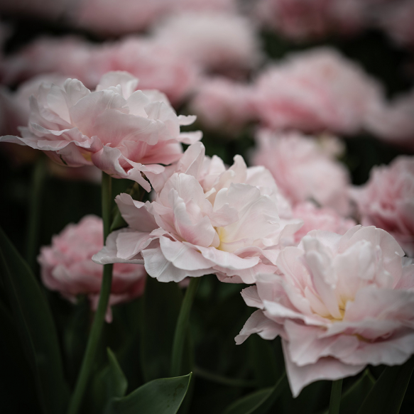 Tulipan 'Dreamer' 5 stk.