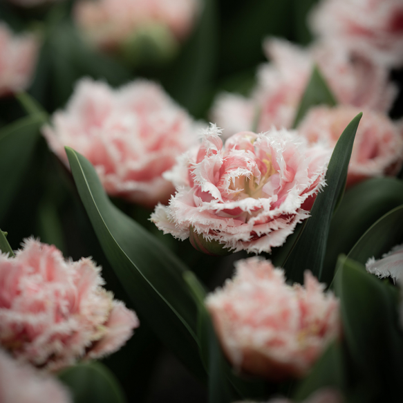 Tulipan 'Queensland' 5 stk.