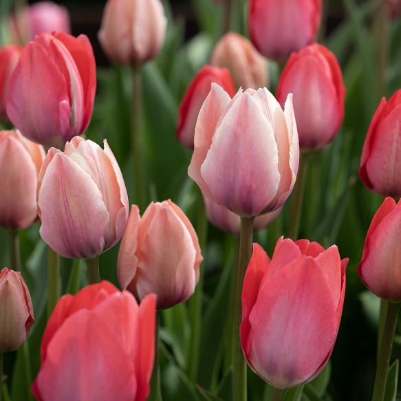 Triumftulipan 'Triumph Pink & Red' 100 stk.