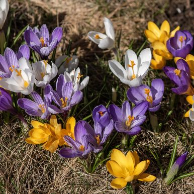 Krokus, storblomstret miks 60 stk.