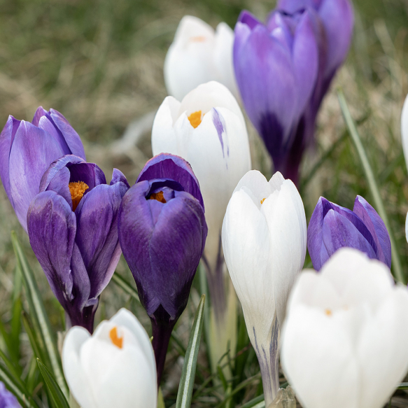 Krokus Blue-White Mix 30 stk.