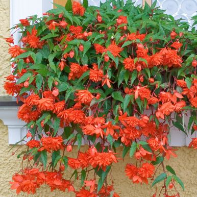 Hengebegonia F1 'Illumination Orange'